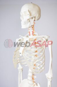 esqueleto humano padrão