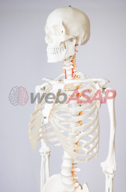 esqueleto humano padrão