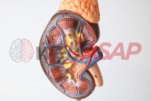 anatomia do rim humano