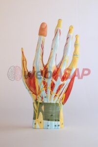 modelo mão muscular