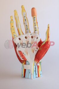 modelo anatomico mão muscular