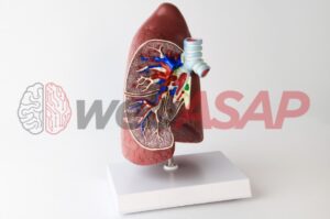modelo anatomico pulmão