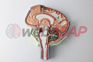 anatomia do cérebro com meninges
