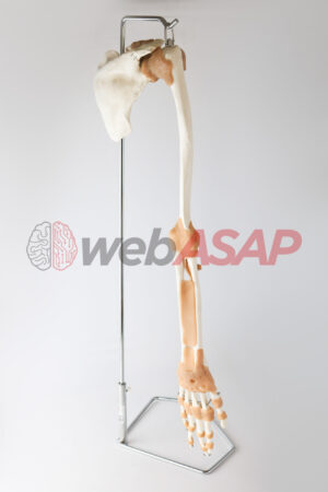 esqueleto do membro superior com articulações