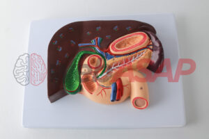 Fígado com Vesícula Biliar, Pâncreas e Duodeno