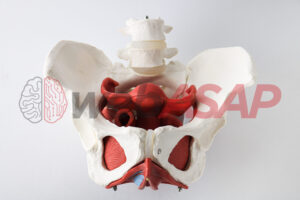 Modelo de pélvis feminina com músculos e órgãos anatômicos pélvis feminina  1:1