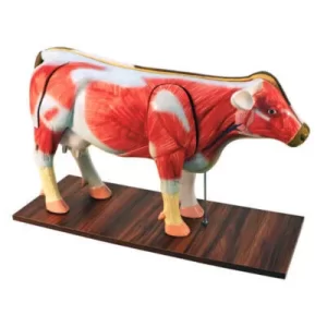 Modelo de Vaca