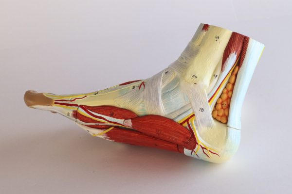 Pé com Vasos, Musculos e Nervos - Image 3