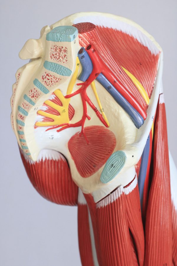 Perna Muscular com Inervação e Vascularização - Image 5