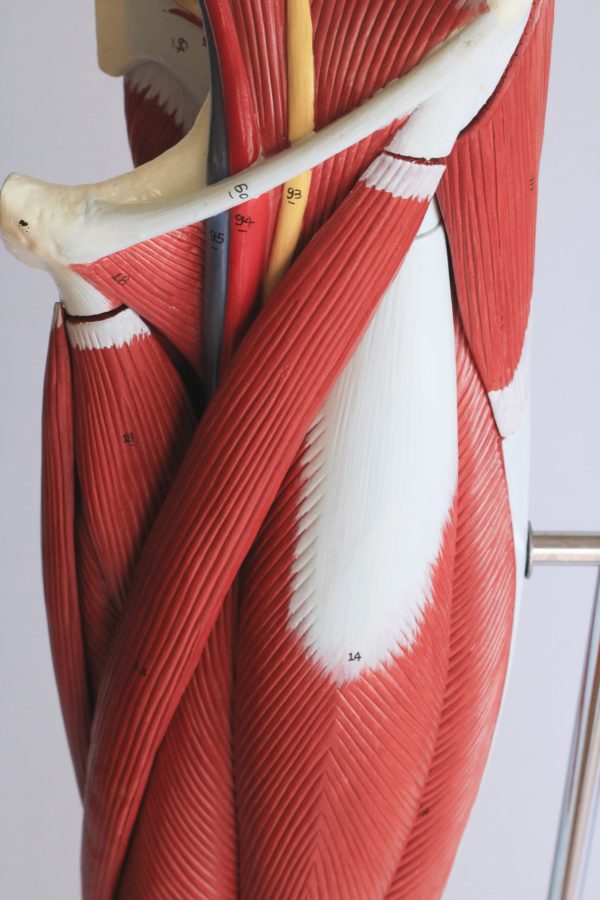 Perna Muscular com Inervação e Vascularização - Image 3
