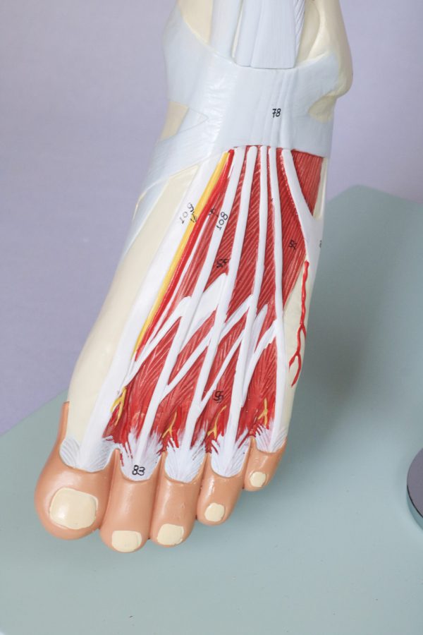 Perna Muscular com Inervação e Vascularização - Image 2