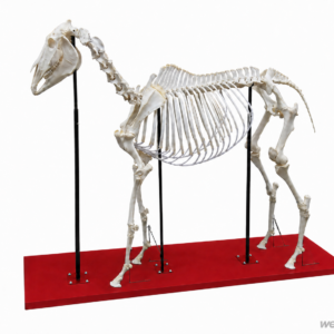 Esqueleto Articulado de Cavalo