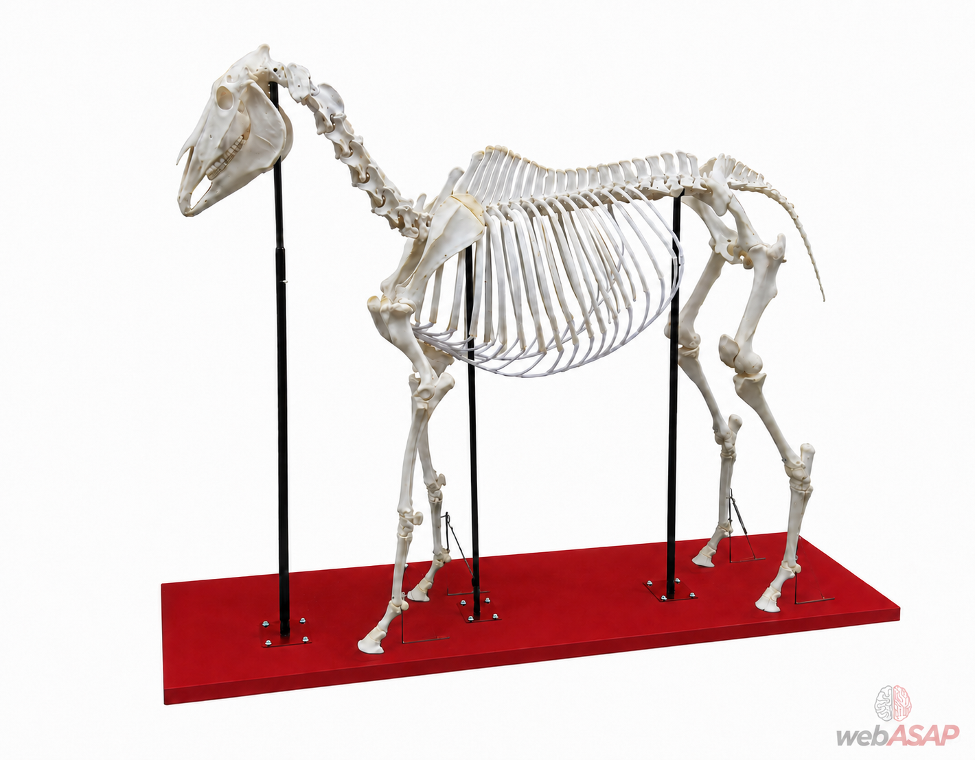Esqueleto articulado de cavalo - vista lateral completa mostrando coluna vertebral, costelas e membros