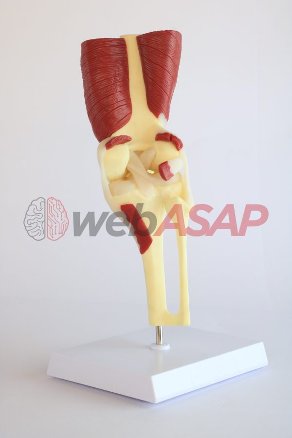 Articulação do Joelho com Músculos - Image 2
