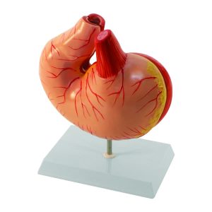 Modelo de Estômago de Porco