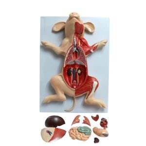 Porco Fetal Dissecado