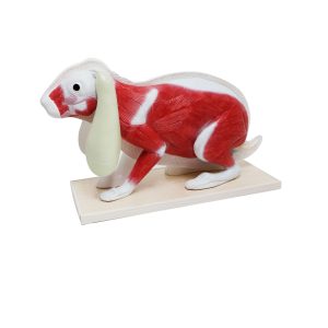 Modelo de Coelho