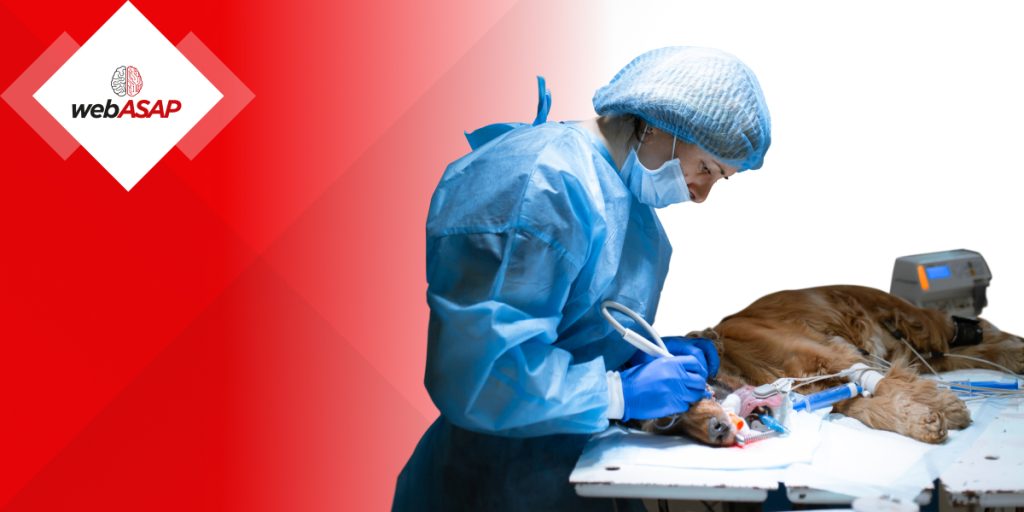 Posicionamento veterinário: como treinar a realização de exames em animais?