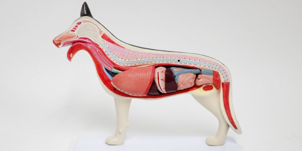 Anatomia veterinária: como os modelos anatômicos ajudam no aprendizado