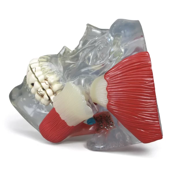Articulação Temporo-mandíbular - Image 4