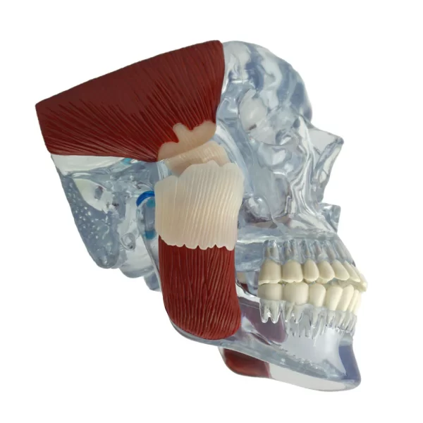 Articulação Temporo-mandíbular - Image 2