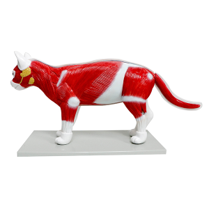 Modelo de Gato - modelo anatômico veterinário felino em tamanho real