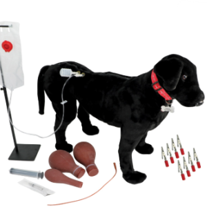 Cão para Treinamento - Contenção, Injeções e Punções