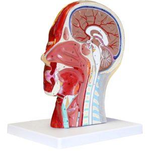Modelo Anatômico de Pescoço Humano