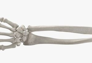 Esqueleto da Mão com Rádio e Ulna Flexível