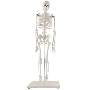 Esqueleto Humano (Tamanho da Mesa)