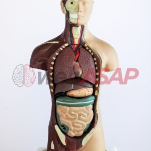Torso Assexuado 28 cm com 14 Partes