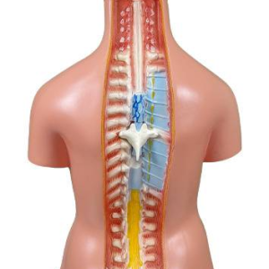 Torso Bissexual 85 cm com 24 Partes e Coluna Exposta