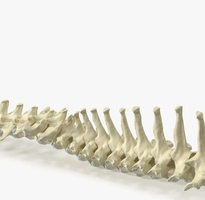 Coluna Vertebral Completa Canina