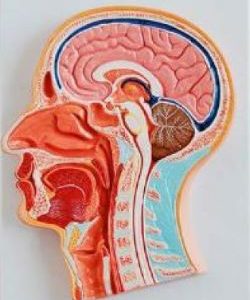 Hemi Cabeça Muscular com Corte Mediano