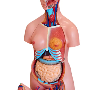 Torso Assexuado 85 cm com 16 Partes