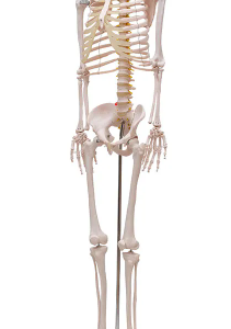 Esqueleto Humano Padrão Musculado 1,70 m