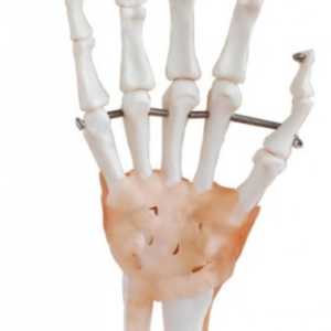 Articulação da Mão com Ligamentos