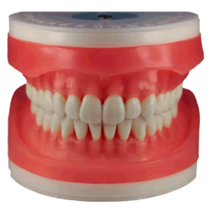 Manequim de Treinamento Odontológico (Periodontal)