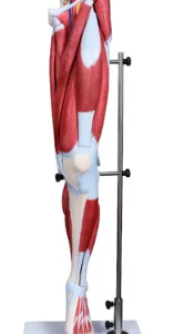 Perna Muscular com Inervação e Vascularização