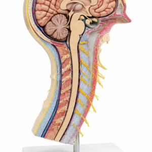 Cérebro Espinhal (Meninges) – PHW19027X7