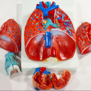 Pulmão - Sistema Respiratório e Cardiovascular com 7 Partes