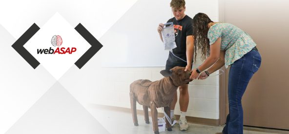 Medicina Veterinária Rural: conheça o simulador de bezerro