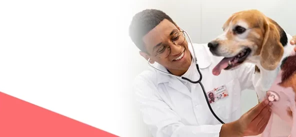 Curso de Medicina Veterinária: quais são seus desafios e como solucioná-los?