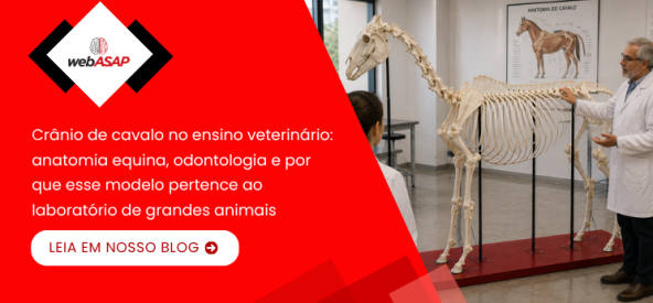 webASAP - Crânio de cavalo no ensino veterinário- anatomia equina, odontologia e por que esse modelo pertence ao laboratório de grandes animais